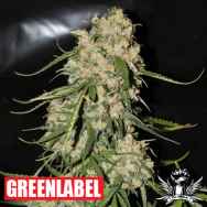 Green Label Seeds Mountain Kush